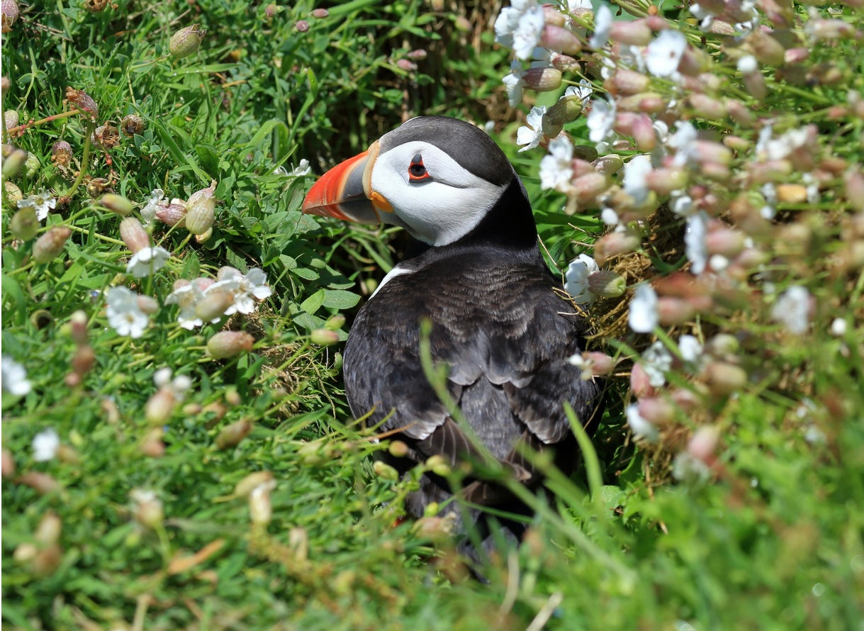 Atlantic Puffin