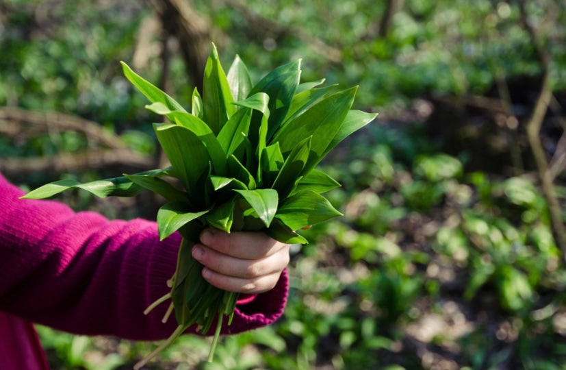 Spring’s Marvel: Wild Garlic