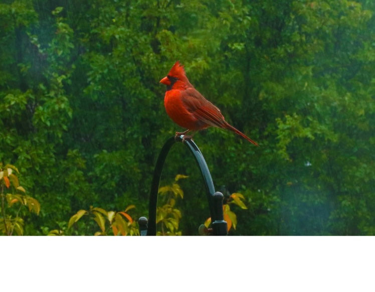 Northern Cardinal